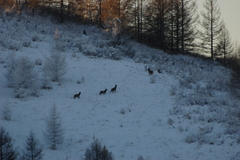 Cervus canadensis sibiricus