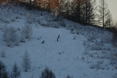 Cervus canadensis sibiricus