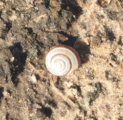 Praticolella griseola