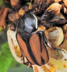 Trichostetha signata