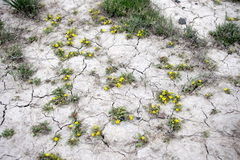 Phacelia lutea