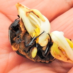 Trichostetha signata