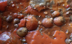 Bostrycapulus aculeatus