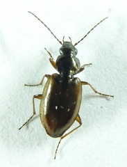 Agonum limbatum