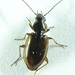 Agonum limbatum - Photo (c) Scott Gilmore, some rights reserved (CC BY-NC), uploaded by Scott Gilmore