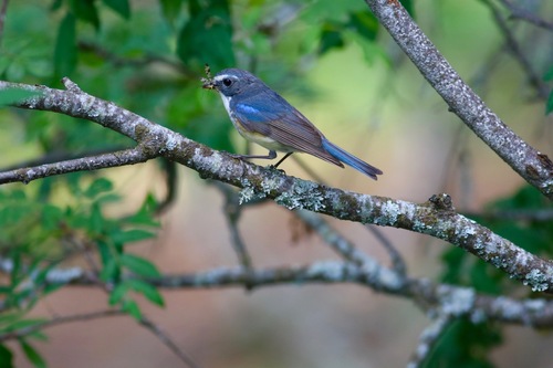 Red-flanked Bluetail (Tarsiger cyanurus), photo 8