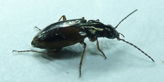 Agonum limbatum