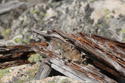 Ochotona hyperborea