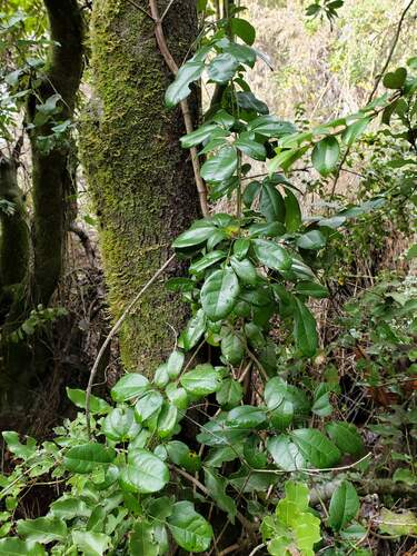 Image of Lardizabala biternata by (c) Cesar Ormazabal, some rights reserved (CC BY)
