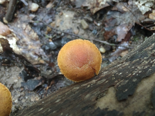 Pleuroflammula subsulphurea