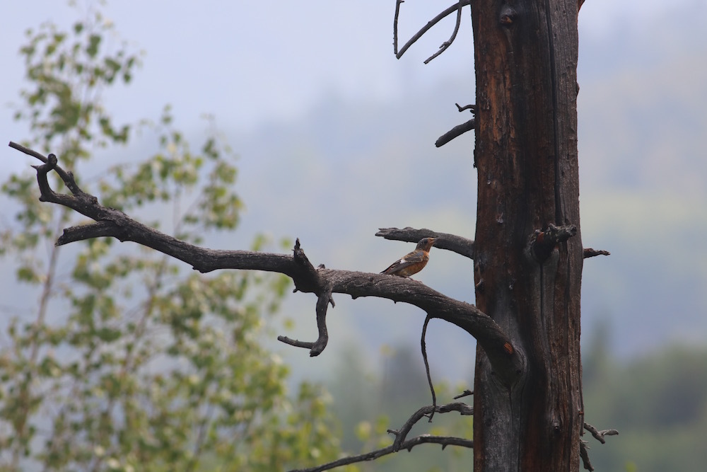 White-throated Rock Thrush