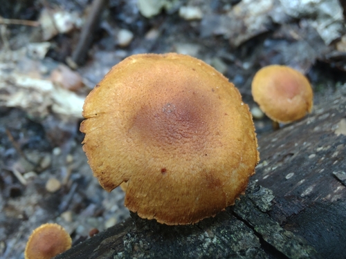 Pleuroflammula subsulphurea (Photo 2 of 15)