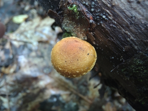 Pleuroflammula subsulphurea (Photo 3 of 15)