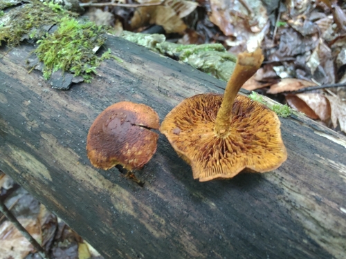 Pleuroflammula subsulphurea (Photo 5 of 15)