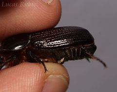 Archophileurus