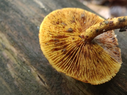 Pleuroflammula subsulphurea (Photo 6 of 15)