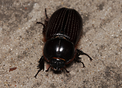 Archophileurus