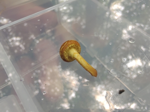Pleuroflammula subsulphurea (Photo 8 of 15)