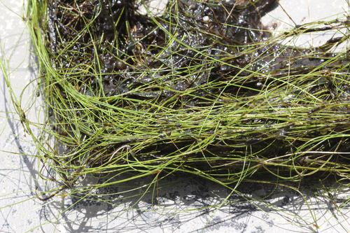 Eleocharis vivipara, photograph 1