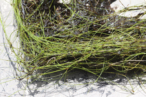 Eleocharis vivipara, photograph 3