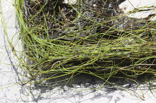 Eleocharis vivipara, photograph 4