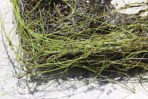 Eleocharis vivipara, photograph 5