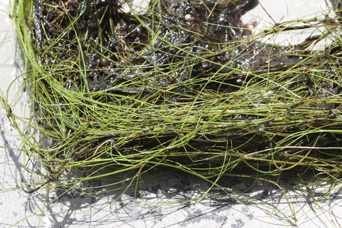 Eleocharis vivipara, photograph 2