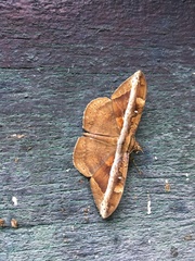 Hemeroblemma opigena