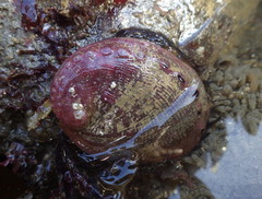 Haliotis rufescens