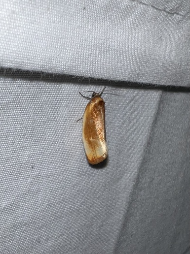 Ferruginous Eulia Moth photo 2