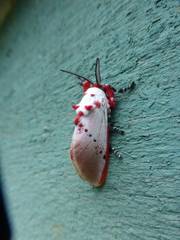 Trosia nigropunctigera