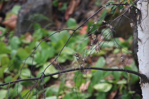 Monticola gularis