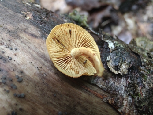 Pleuroflammula subsulphurea (Photo 10 of 15)