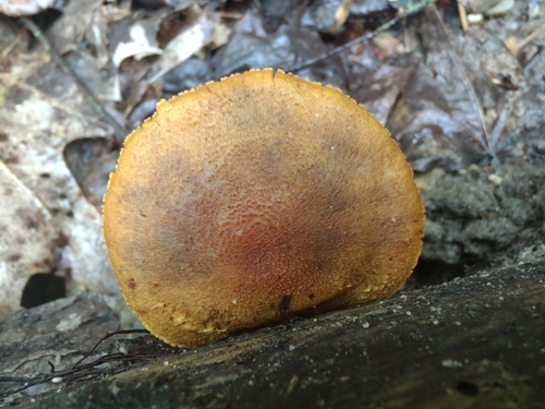 Pleuroflammula subsulphurea (Photo 11 of 15)