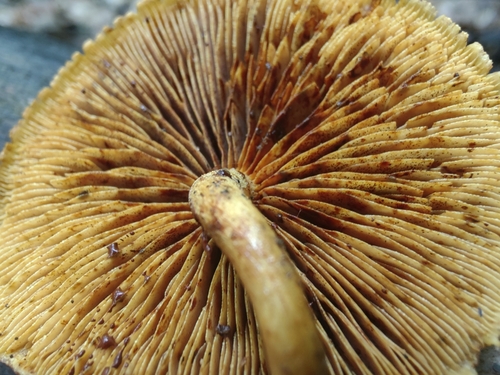 Pleuroflammula subsulphurea (Photo 12 of 15)