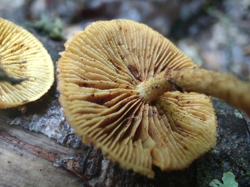 Pleuroflammula subsulphurea (Photo 13 of 15)