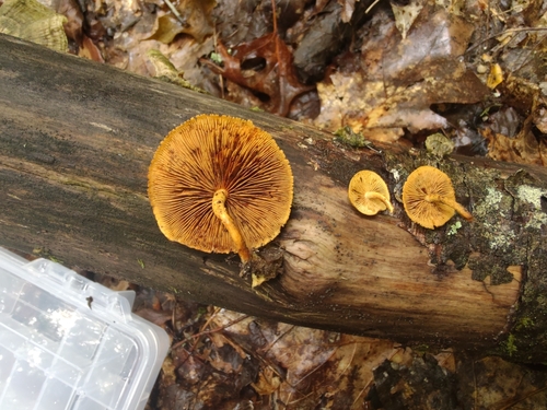 Pleuroflammula subsulphurea (Photo 14 of 15)