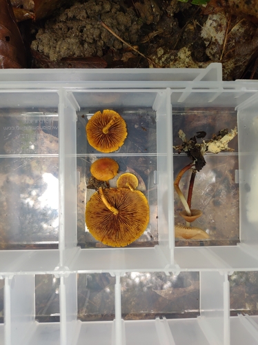 Pleuroflammula subsulphurea (Photo 15 of 15)