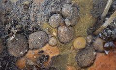 Bostrycapulus aculeatus