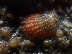 Bostrycapulus aculeatus