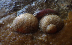 Bostrycapulus aculeatus