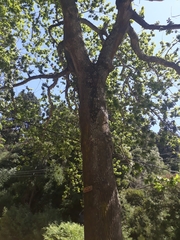 Quercus robur
