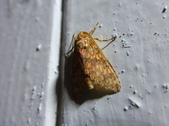 Haemaphlebiella venata