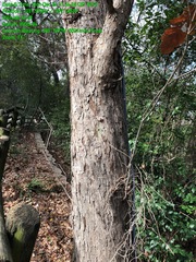 Quercus sinuata sinuata