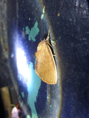 Hemiceratinae