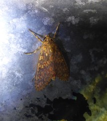 Haemaphlebiella venata