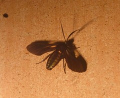 Autochloris vitristriga