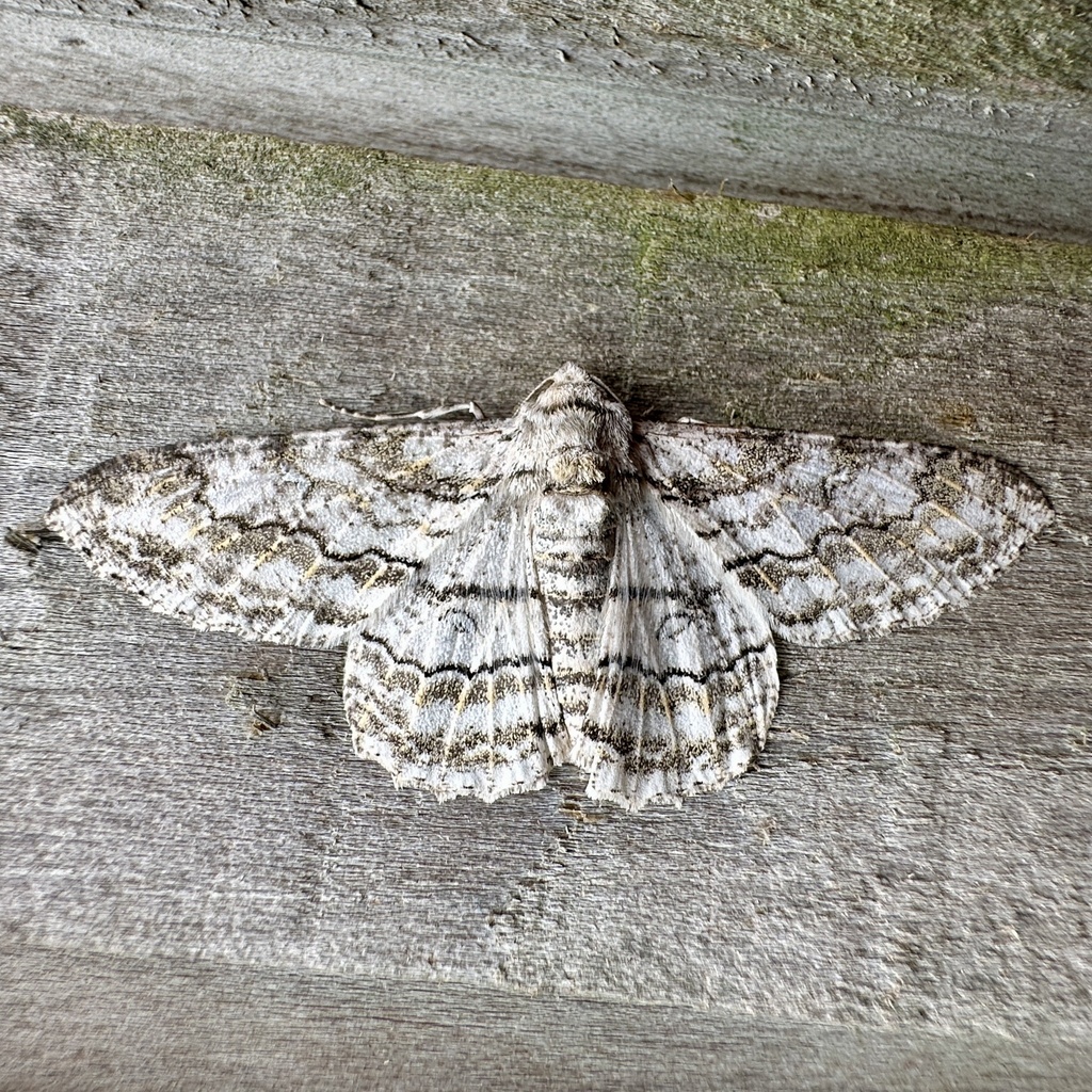 Ascotis margarita