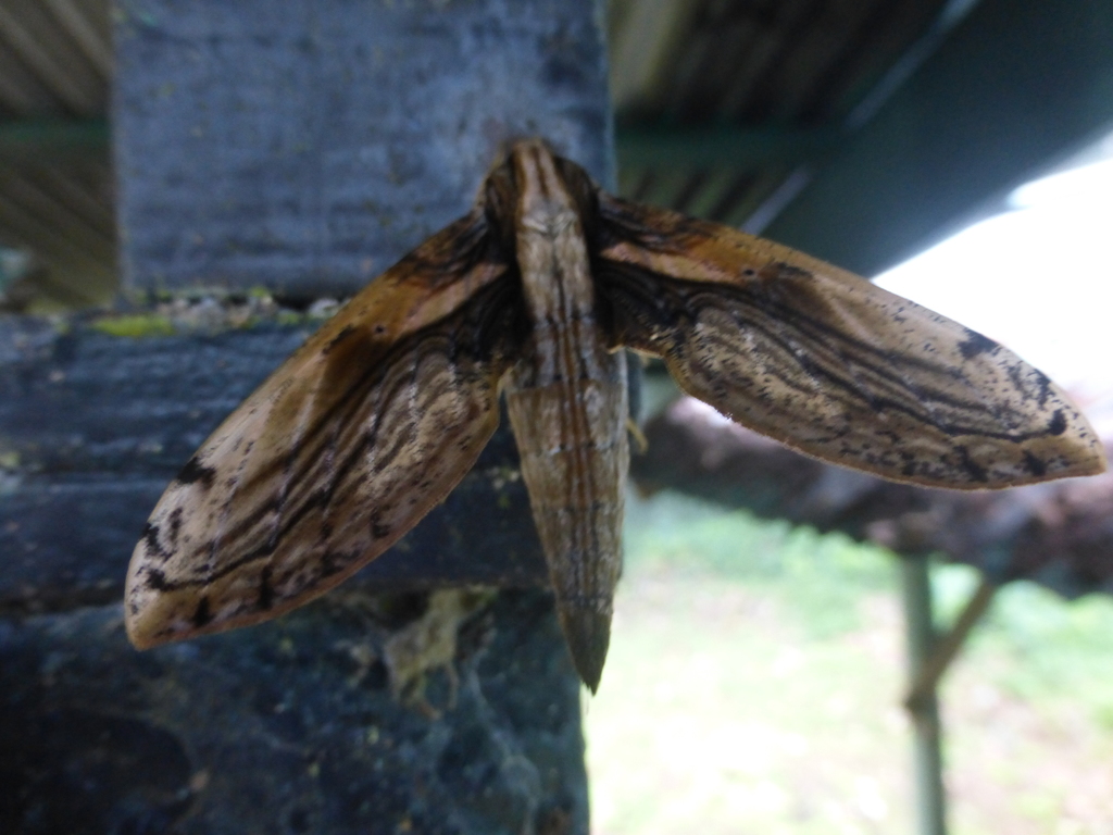 Xylophanes media