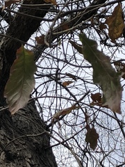 Quercus sinuata sinuata